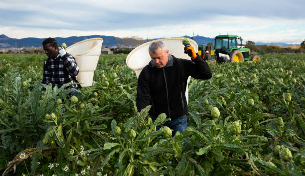 istock Workers gathering in crops of artichokes 1355524870