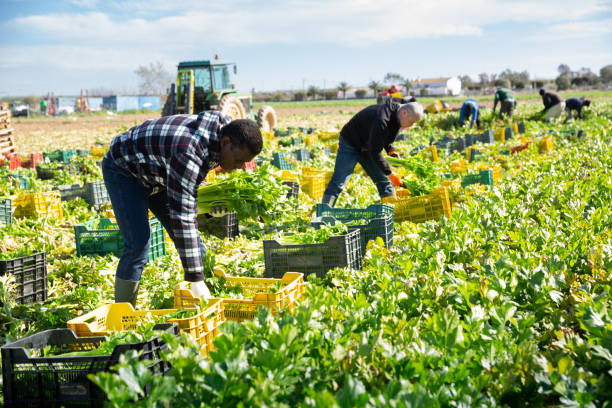 istock African American farmer putting harvested celery in boxes 1355524885