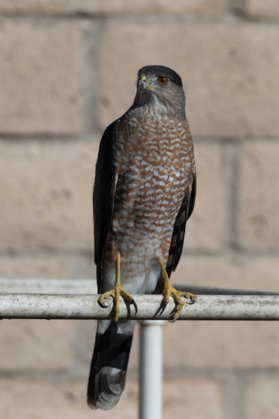 Bird of prey keeping a sharp eye on things.