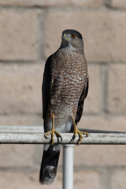 Bird of prey keeping a sharp eye on things. Sharp Shinned Hawk perched on a backyard pvc pipe in a California urban neighborhood. accipiter striatus stock pictures, royalty-free photos & images