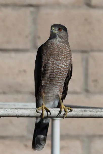 Sharp Shinned Hawk perched on a backyard pvc pipe in a California urban neighborhood.