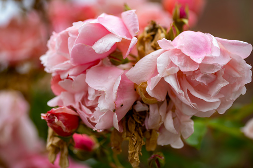 Waterlogged and rotting pink roses after persistent rain.