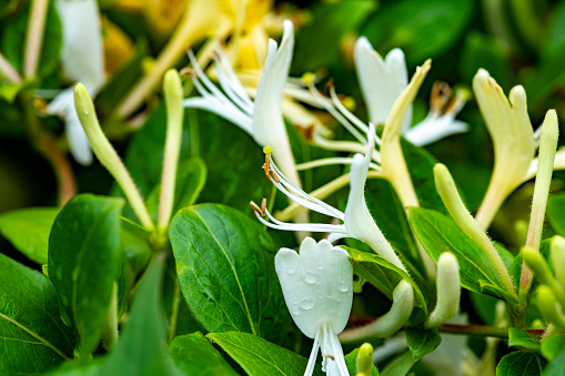 Honeysuckle in the rain.