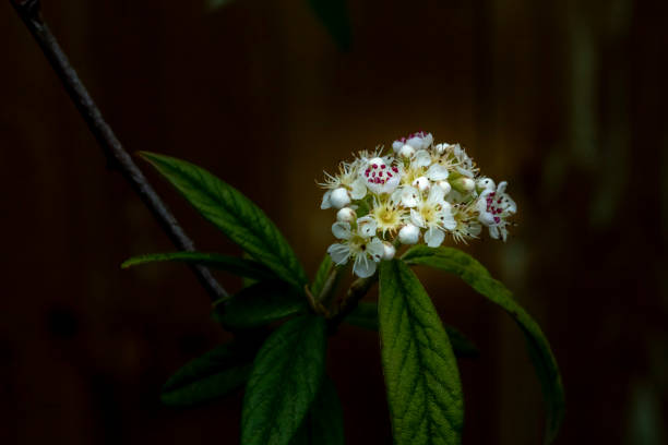 гроздь мелких белых цветков на травянистый многолетний куст - close up flower high contrast spring стоковые фото и изображения