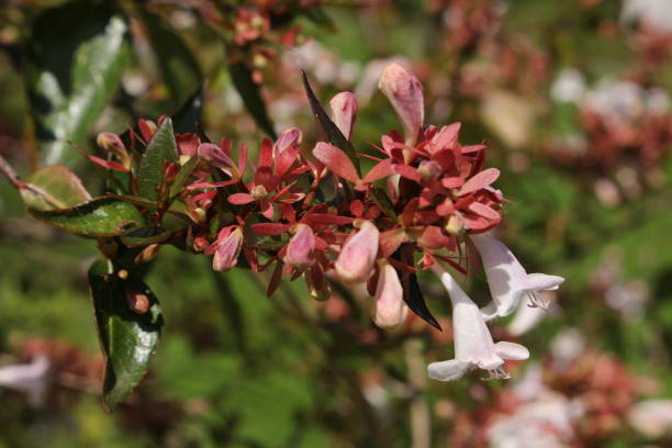 hybrydowe kwiaty "glossy abelia" - abelia x grandiflora - 11981 zdjęcia i obrazy z banku zdjęć