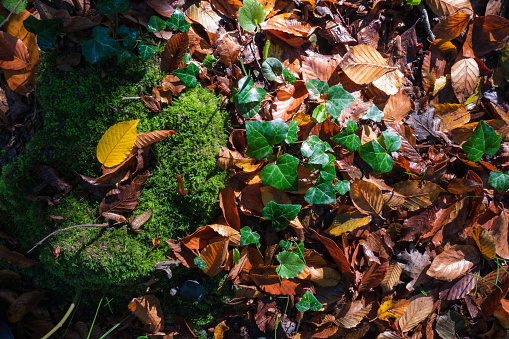 Top view of wet forest floor shining in the sun in autumn. Yellowed wet leaves, moss and green shoots sticking out of brown leaves.