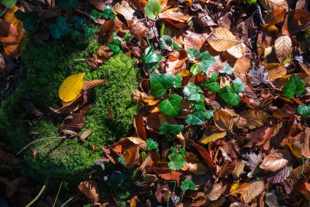 Photo of Top view of wet forest floor shining in the sun in autumn