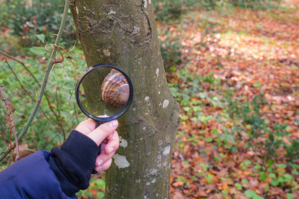istock Boy examining snail with magnifying glass 1355527528