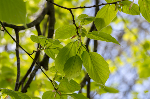 Leaves Of The Tilia Europaea Tree At Amsterdam The Netherlands 12-5-2021