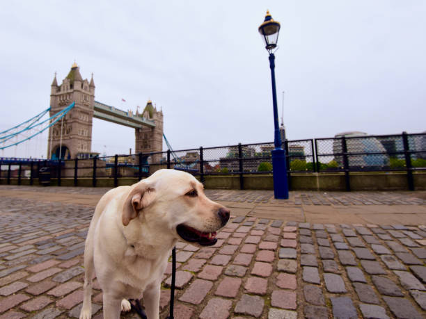 istock Labrador Retriever visiting London 1355528401