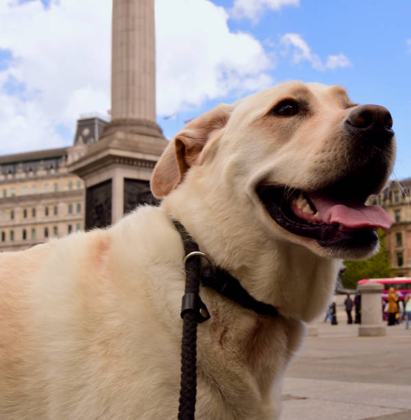 istock Labrador Retriever visiting London 1355528425