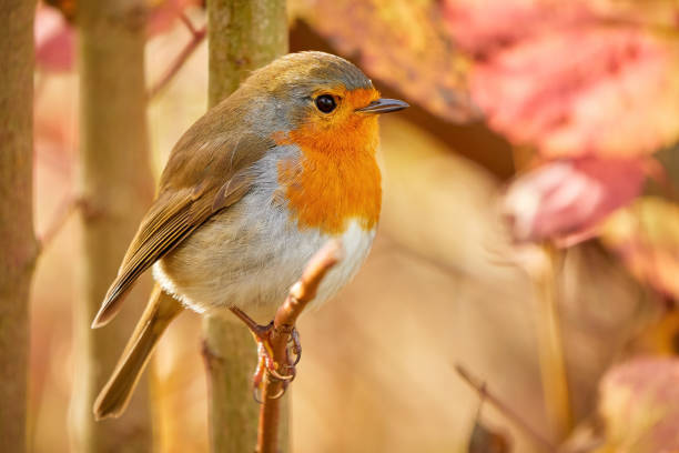 istock European Robin bird sitting on a branch 1355528549