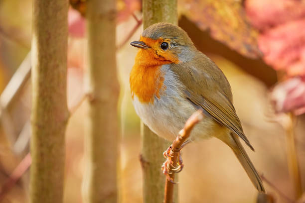 istock European Robin bird sitting on a branch 1355528586
