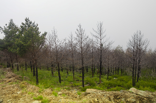 A burnt forest in Asturias the following year after severe forest fires. Young shoots and charred trees and bushes.