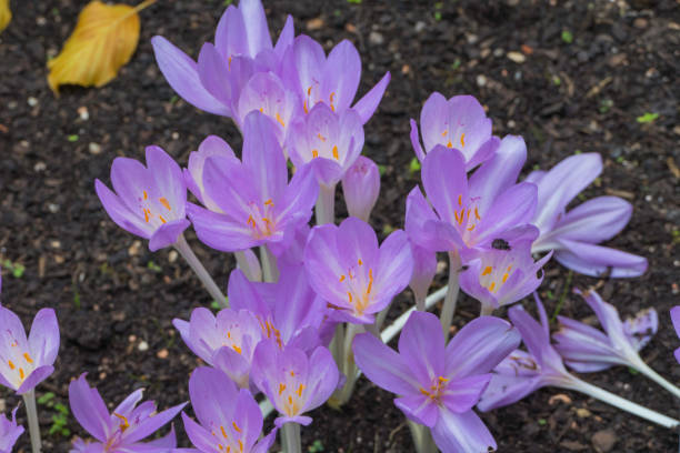 fialové podzimní krokusy - ocún-jesenní - stock snímky, obrázky a fotky