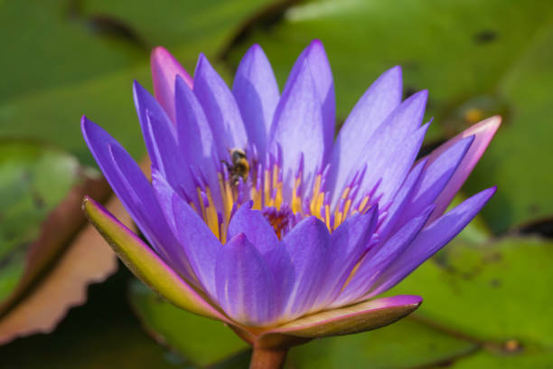 istock Waterlily Blossom with Bumble Bee in it 1355529851