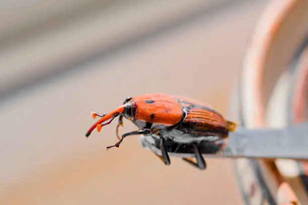 Photo of The red weevil 