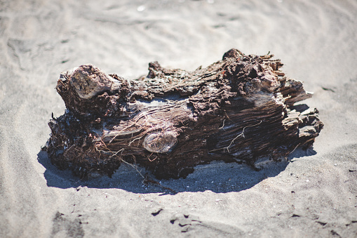 Driftwood at seaside background