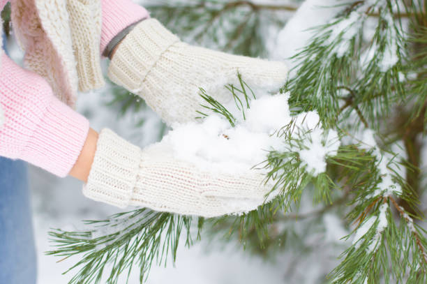 istock A female hands in a white mittens is touching a snow-covered spruce branch 1355530272