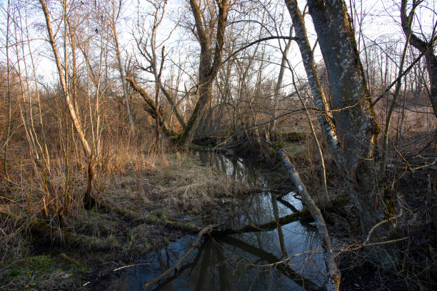 istock Small river in a forest with trees in spring or autumn. 1355532420