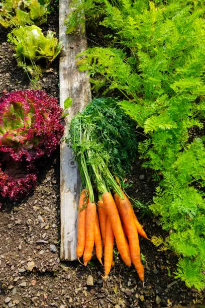 Photo of Bunch of Carrots laying on Ground