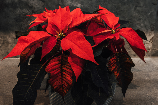 Christmas flower poinsettia. Floral pattern.