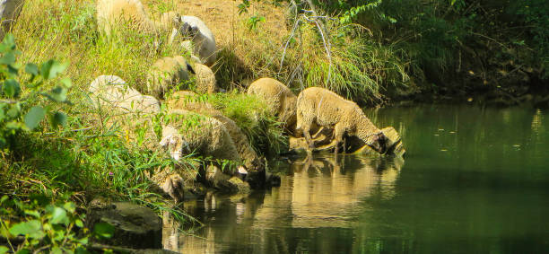 Sheep drinking from River in Summer Symbolic Hot Summer sheep flock stock pictures, royalty-free photos & images