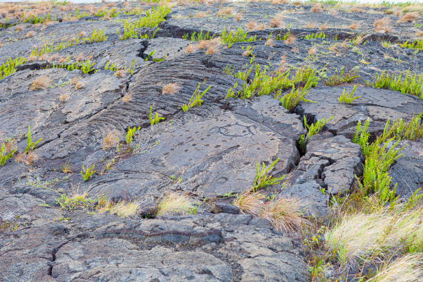istock Pu‘uloa Petroglyphs Big island Hawaii 1355533151