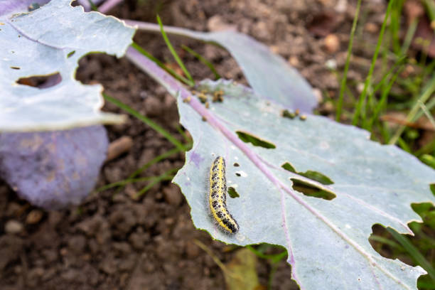 istock Pieris brassicae, Large White, Cabbage Butterfly, Cabbage White, Germany 1355534288