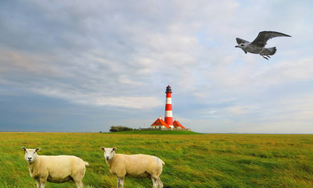 Sheep and Seagull on Lighthouse Westerhever Germany stock photo