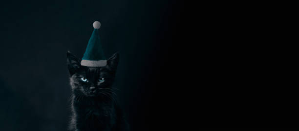 istock black cat in Santa Claus hat 1355534311
