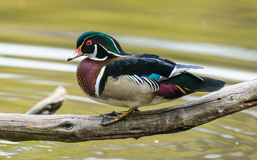 A Wood Duck sits on a branch in New York City