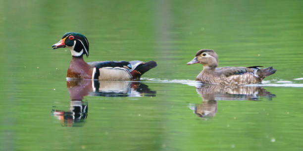 istock Wood Duck Couple 1355534381