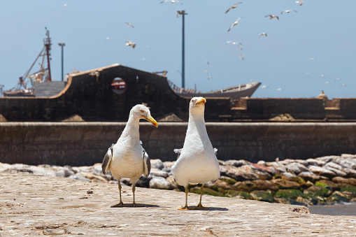The couple of the adult yellow-legged seagulls walking in the Essaouira harbour. Morocco