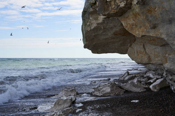 Bulbjerg, a famous limestone cliff in northern Denmark and home for a large population of black-legged kittiwake birds