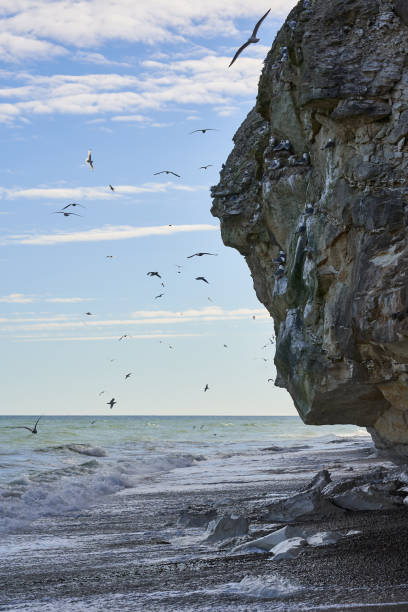 Bulbjerg, a famous limestone cliff in northern Denmark and home for a large population of black-legged kittiwake birds