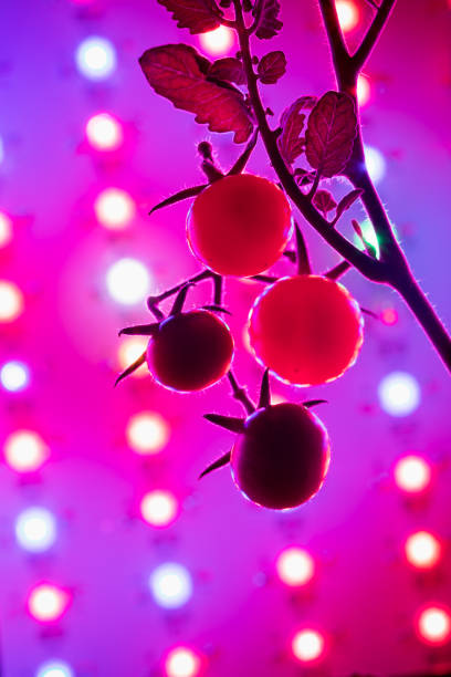 istock cherry tomato harvest under the led light grow lamp 1355537854