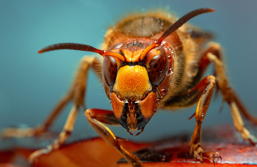 Hornet with water drops