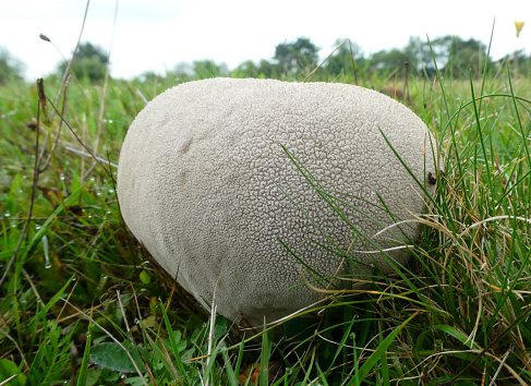 Mosaic Puffball or Calvatia utriformis is a large mushroom  that grows on sandy, dry grasslands. Edible as long as the mushroom is white on the outside and fleshy on the inside.
