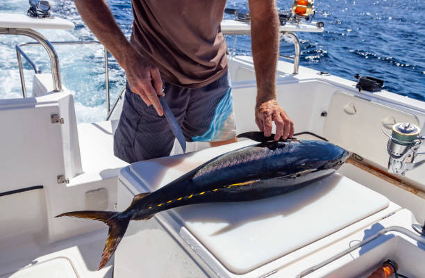hände und messer des fischers beim schneiden von gelbflossenthunfisch an bord der yacht auf see. - prepared tuna stock-fotos und bilder