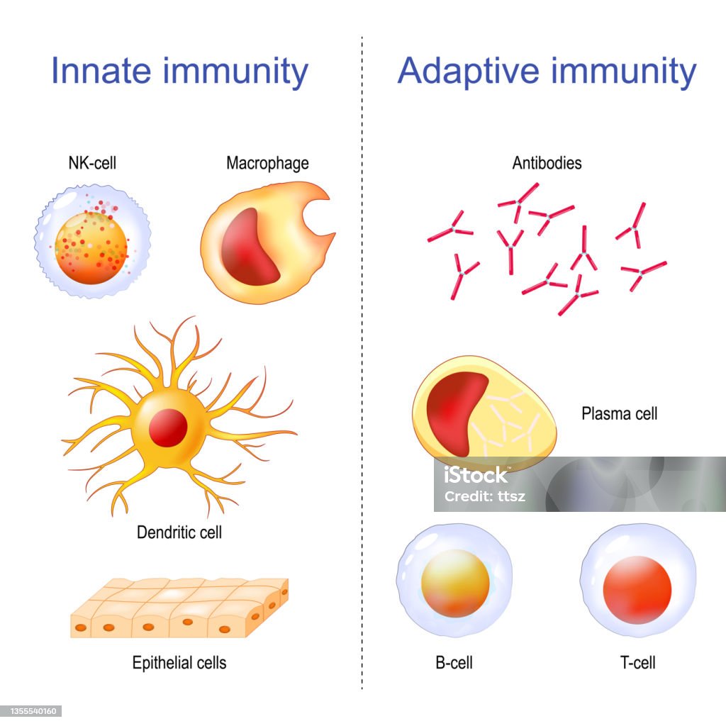 Sistema Inmune Innato Y Adaptativo Esquemas Y Mapas C vrogue.co