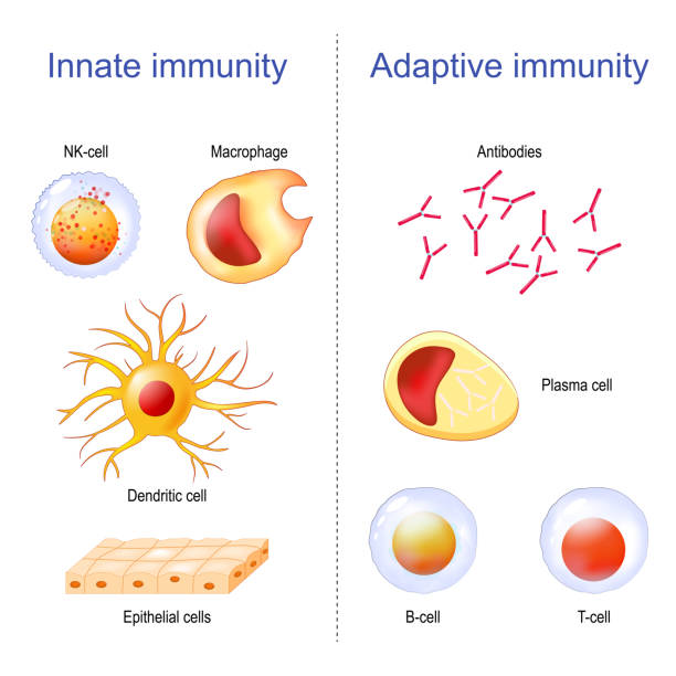 wrodzony i adaptacyjny układ odpornościowy - macrophage human immune system cell biology stock illustrations