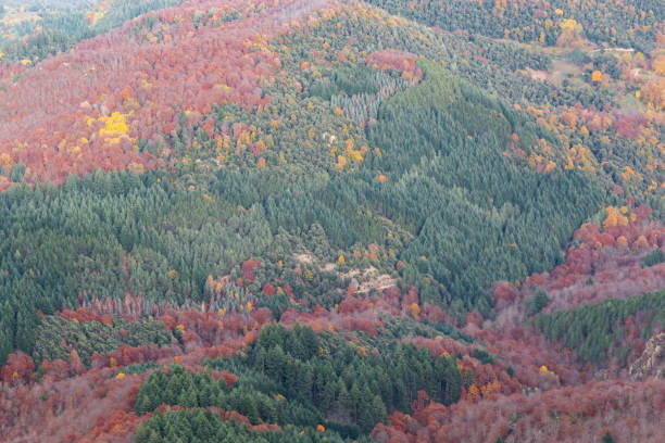 istock Forest in autumn with trees in falling leaves 1355540447