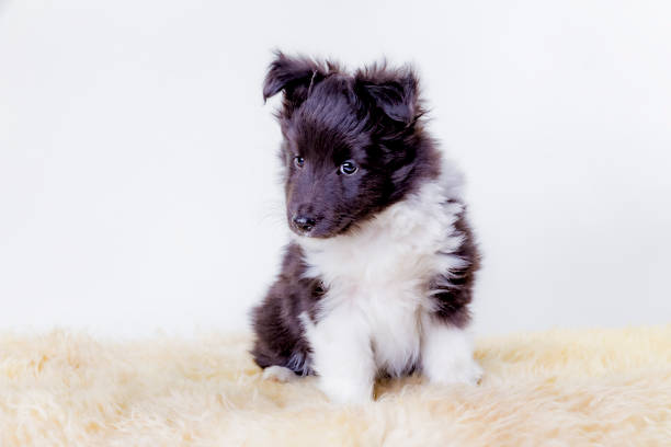 Shetland Sheepdog puppy looking curiously.