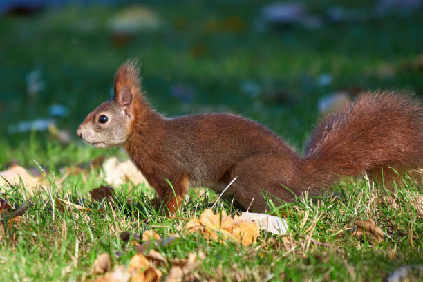Eurasian red squirrel close-up (Sciurus vulgaris)