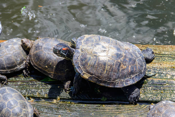 istock European pond turtle (Emys orbicularis) 1355541557