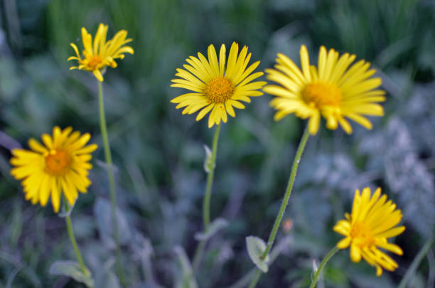 istock Yellow flowers on natural green blurred background 1355541575