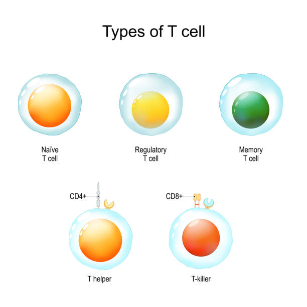 rodzaje limfocytów t. - human cell illustrations stock illustrations