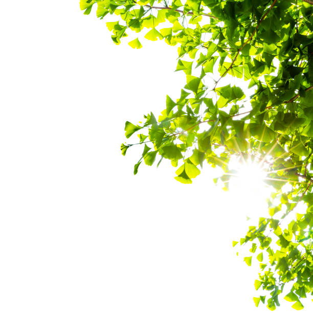 Ray Through Green Ginkgo Leaves On White
