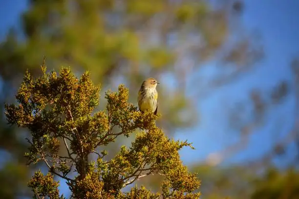 Photo of Yellow-rumped Warbler at Sunrise